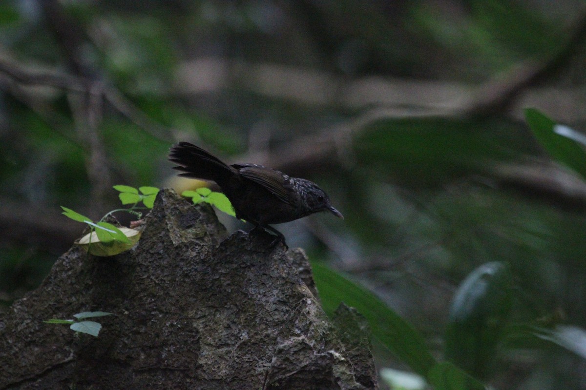 Annam Limestone Babbler - ML628415830