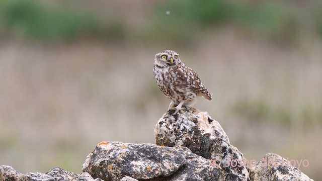 Little Owl (Little) - ML628416035