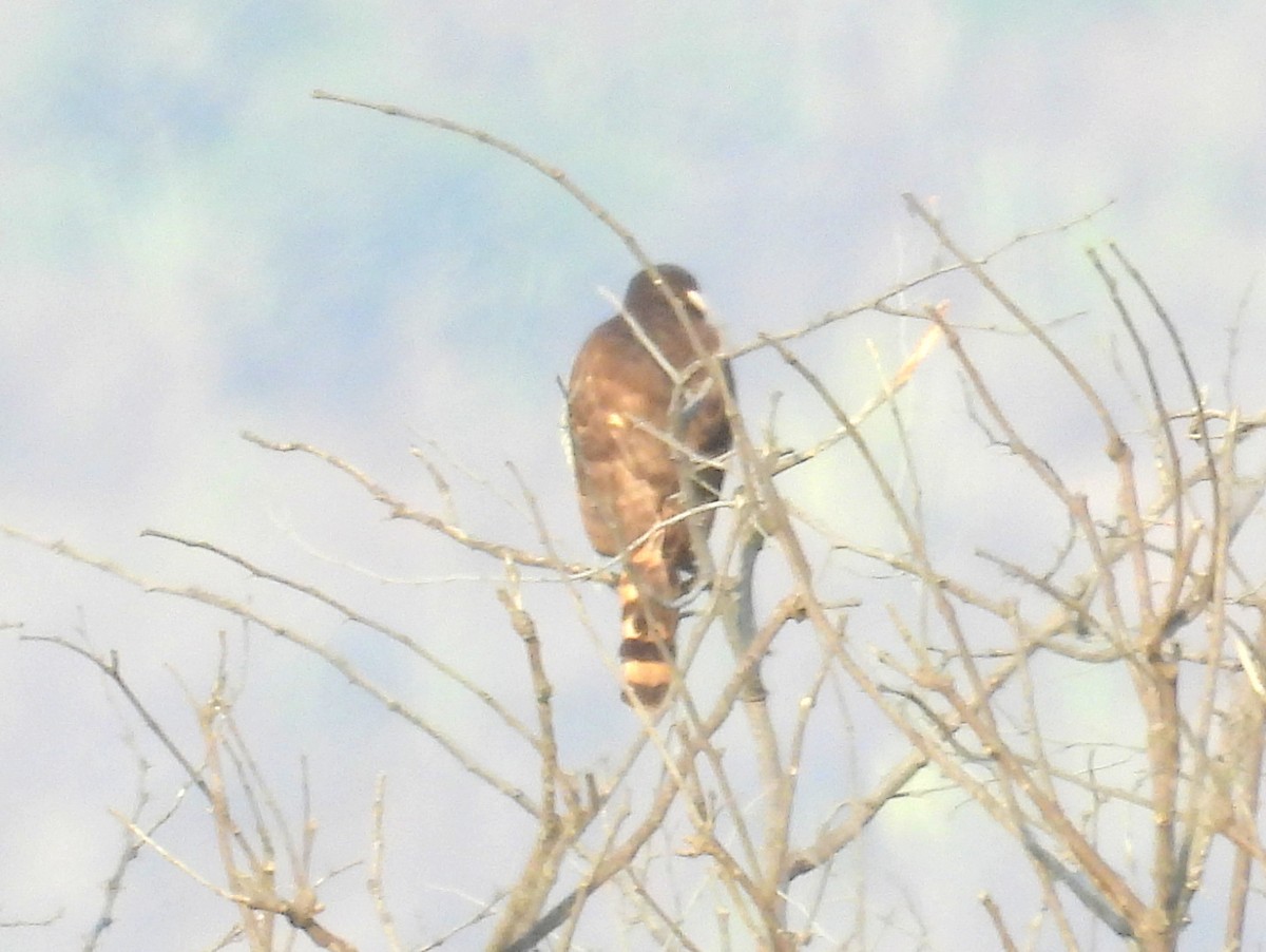 Roadside Hawk (Southern) - ML628416106