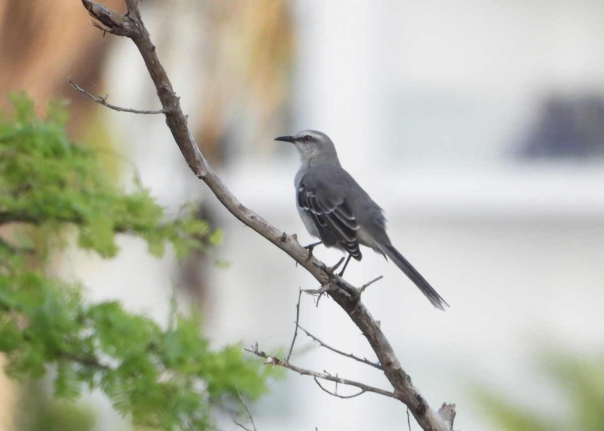 Tropical Mockingbird - ML628416252