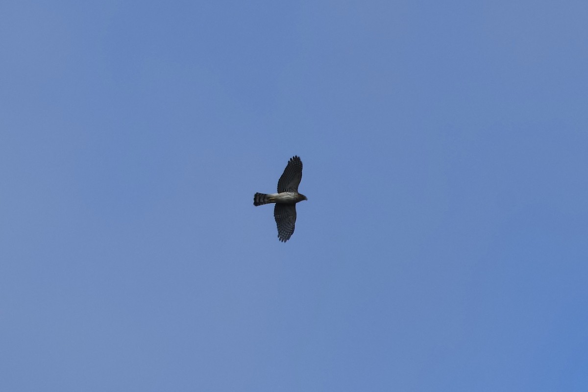 Cooper's Hawk - ML628416684