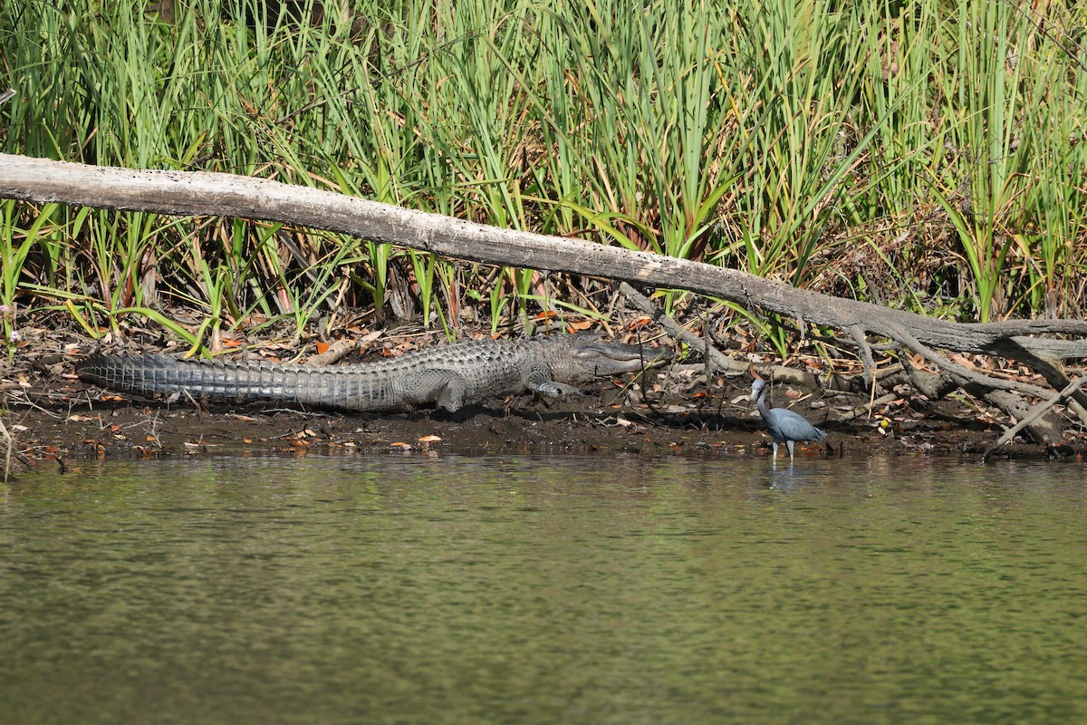 Little Blue Heron - ML628416692