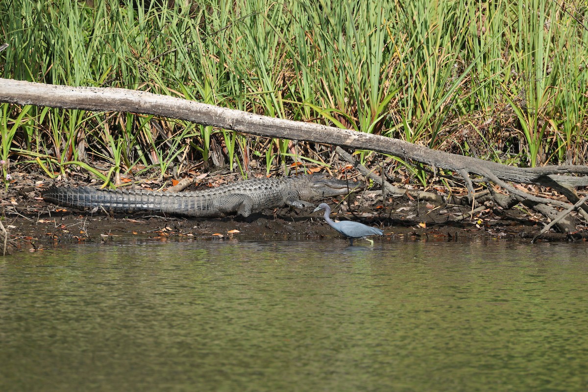 Little Blue Heron - ML628416693
