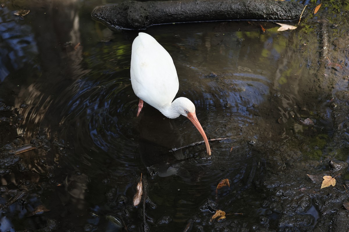 White Ibis - ML628416696