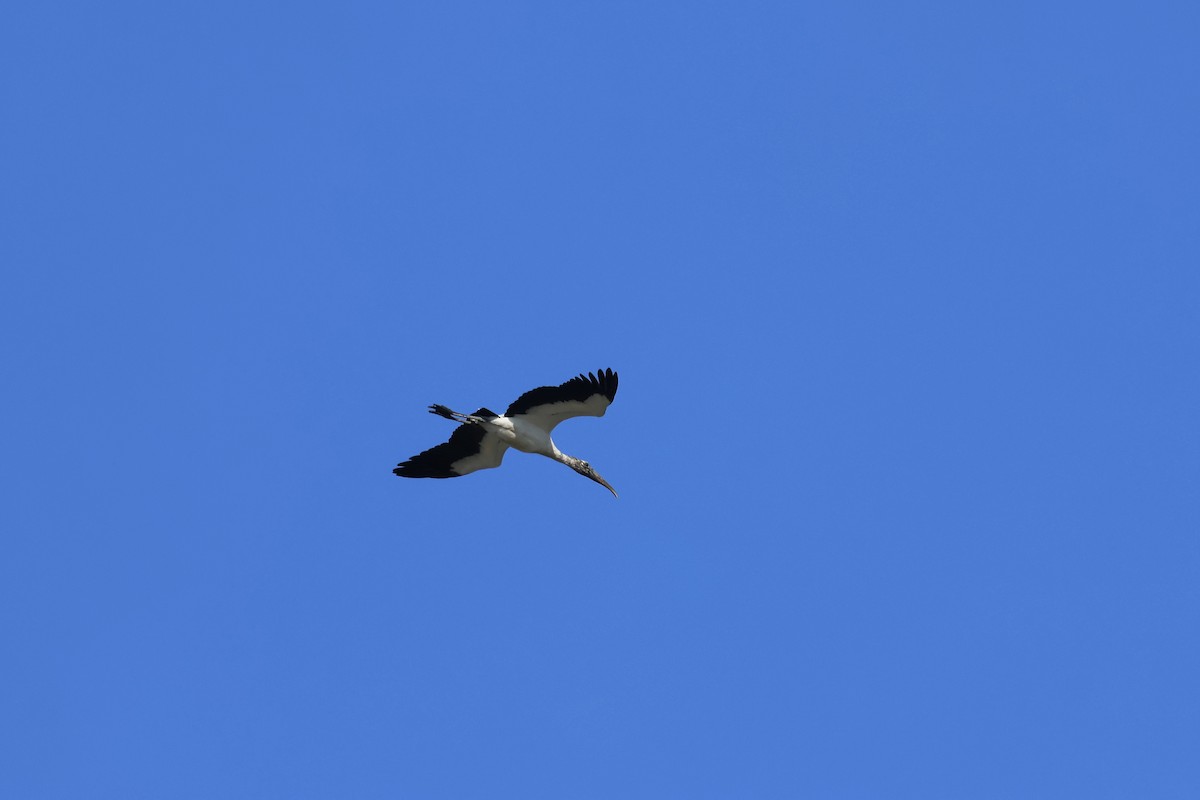 Wood Stork - ML628416700