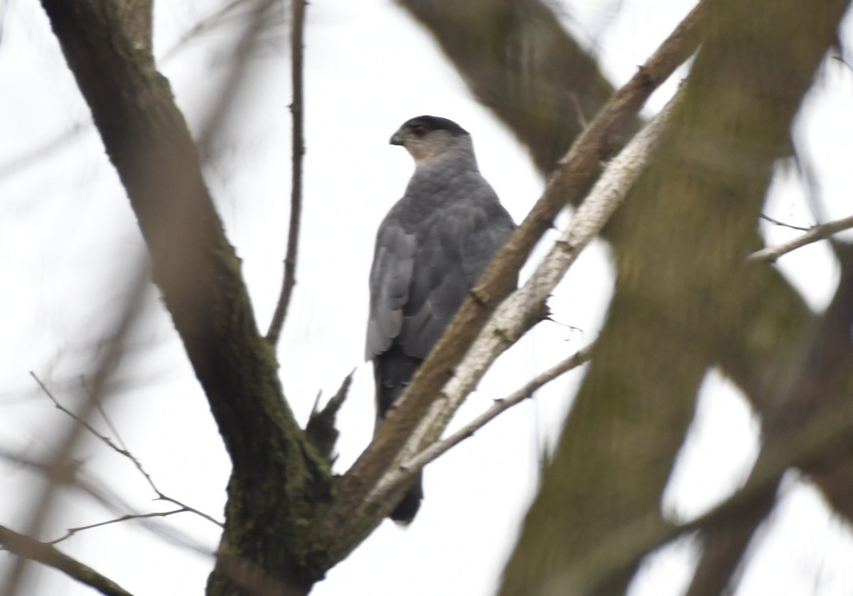 Cooper's Hawk - ML628416789