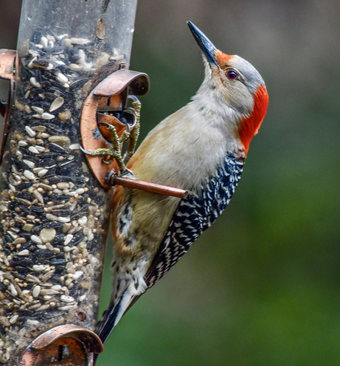 Red-bellied Woodpecker - ML628416812