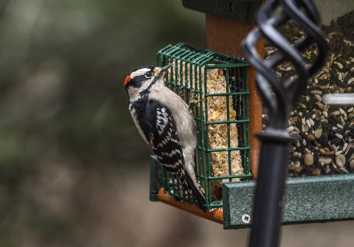 Downy Woodpecker - ML628416836