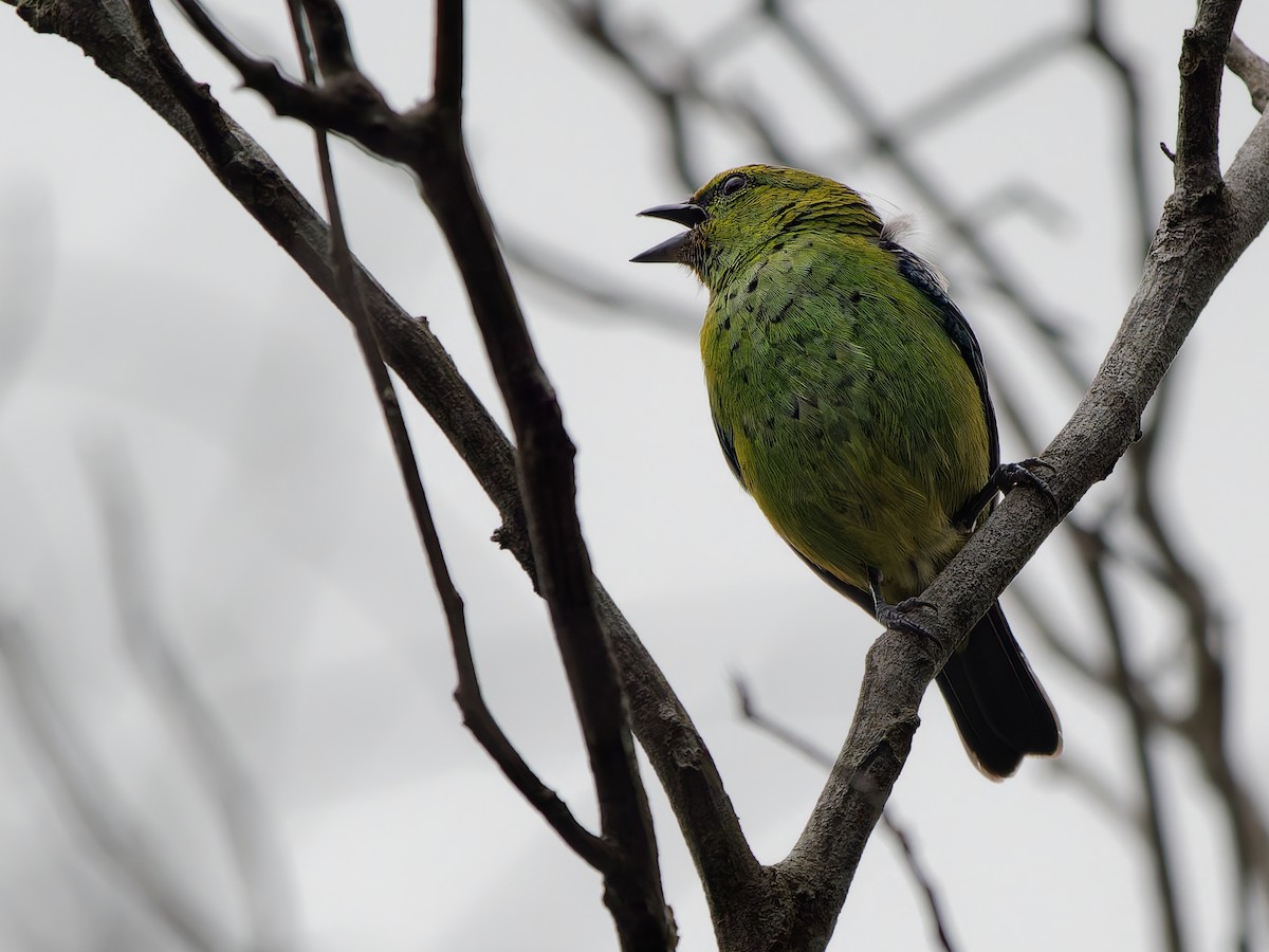 Dotted Tanager - ML628416909