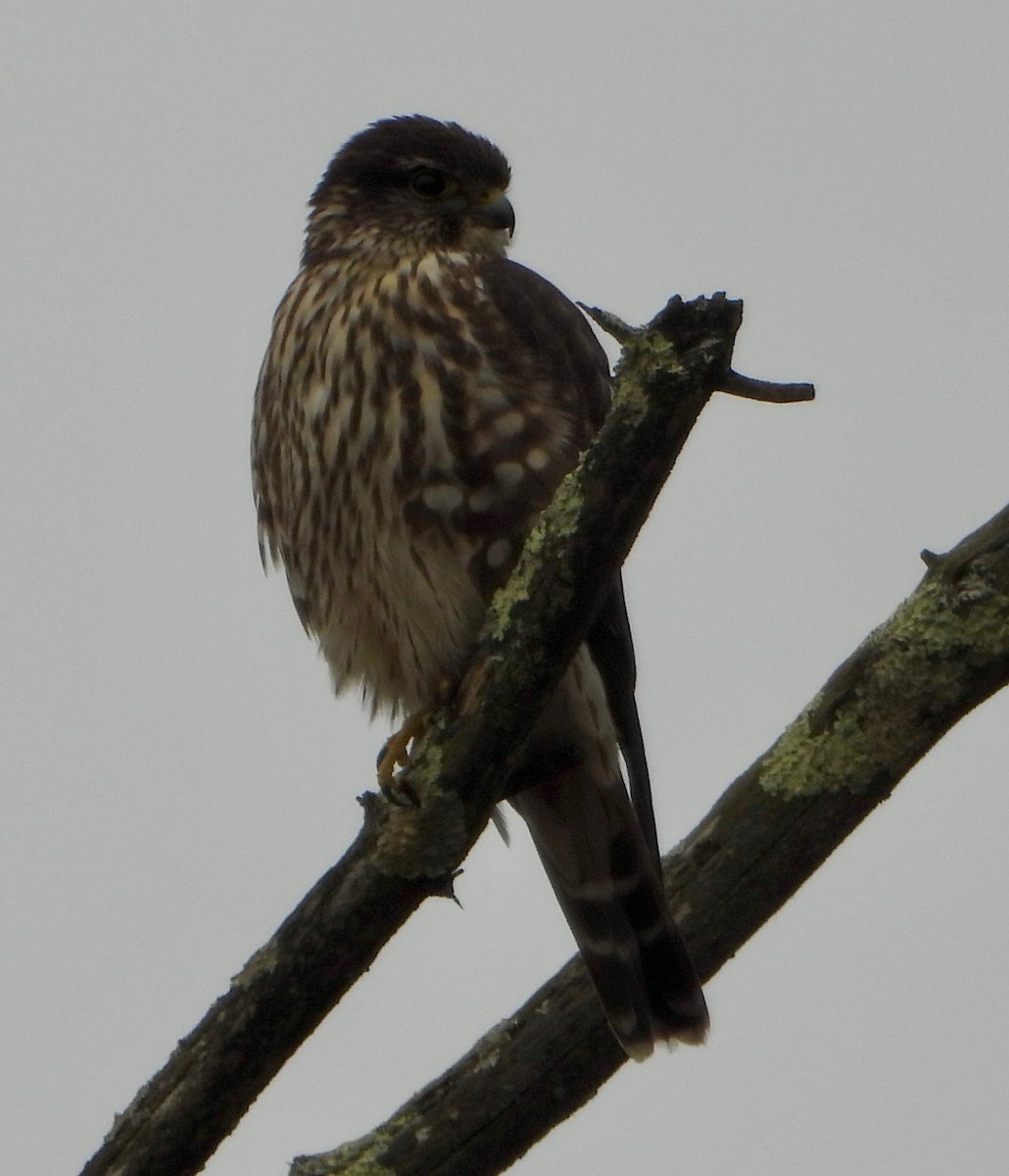 Merlin - ML628416936