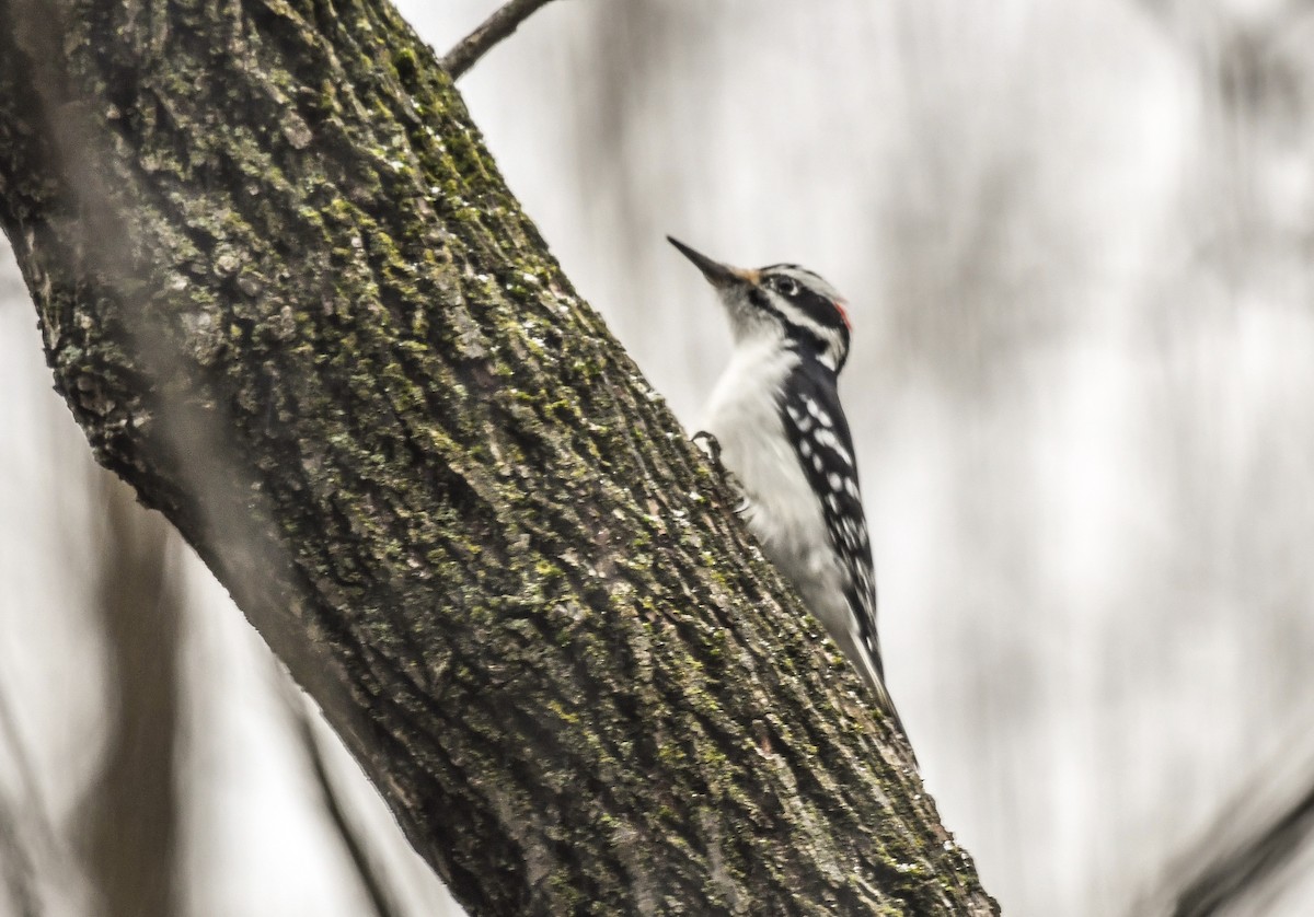 Hairy Woodpecker - ML628416987