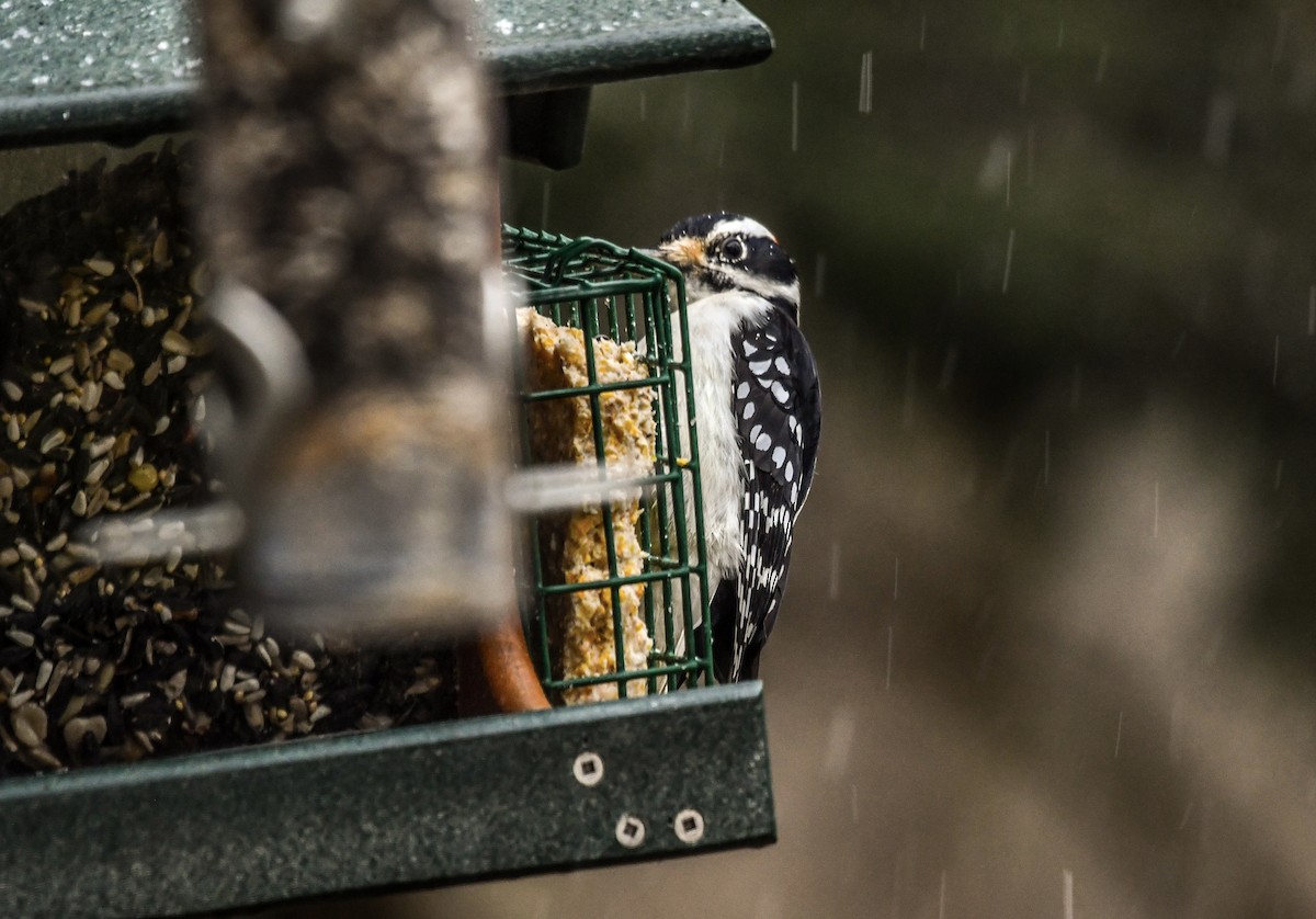 Hairy Woodpecker - ML628416988