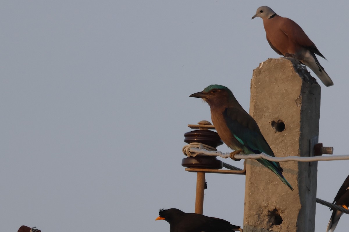 indokinaråke - ML628417049