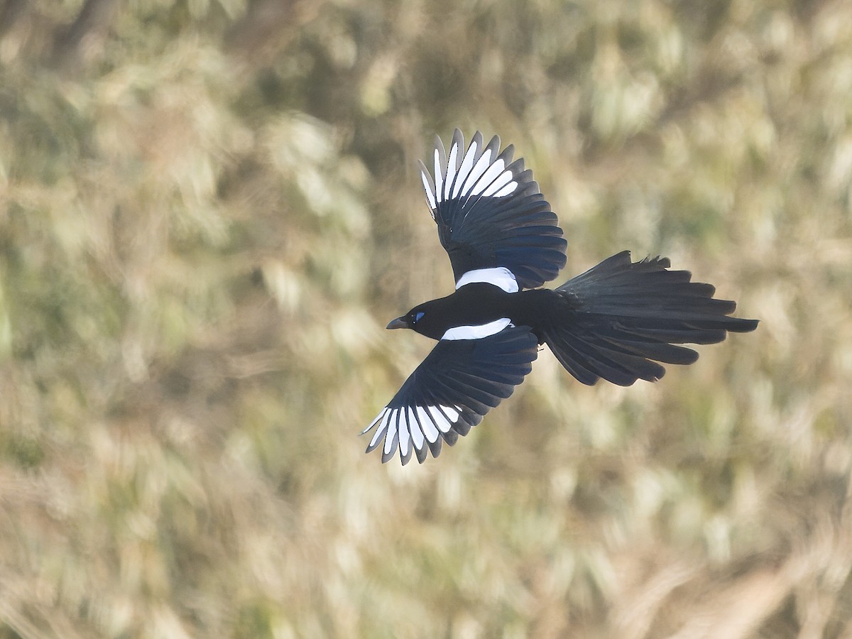 Maghreb Magpie - ML628417163