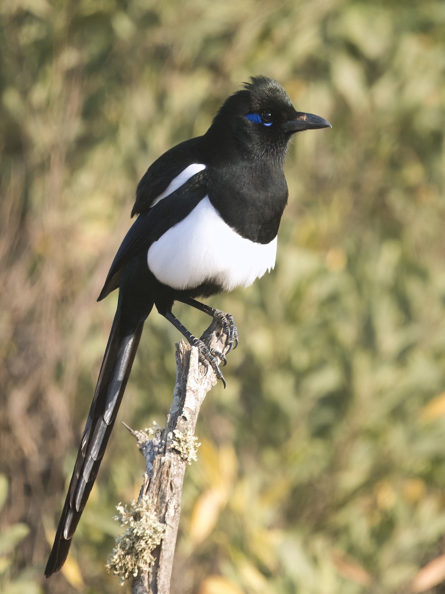 Maghreb Magpie - ML628417164