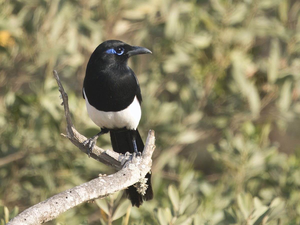 Maghreb Magpie - ML628417165