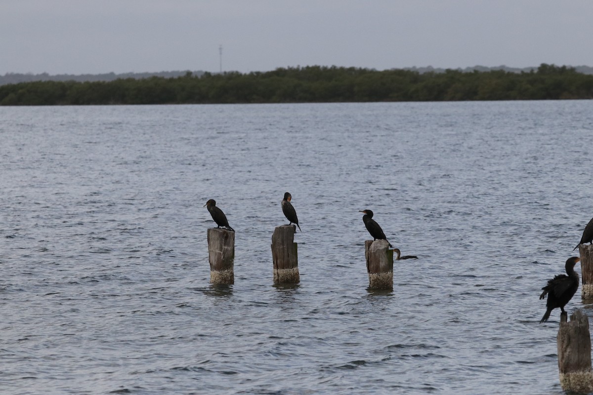 Double-crested Cormorant - ML628417227