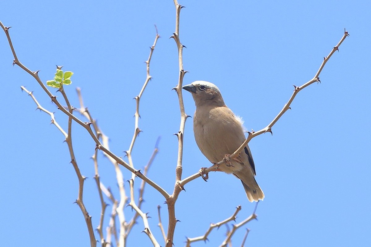 Gray-capped Social-Weaver - ML628417248