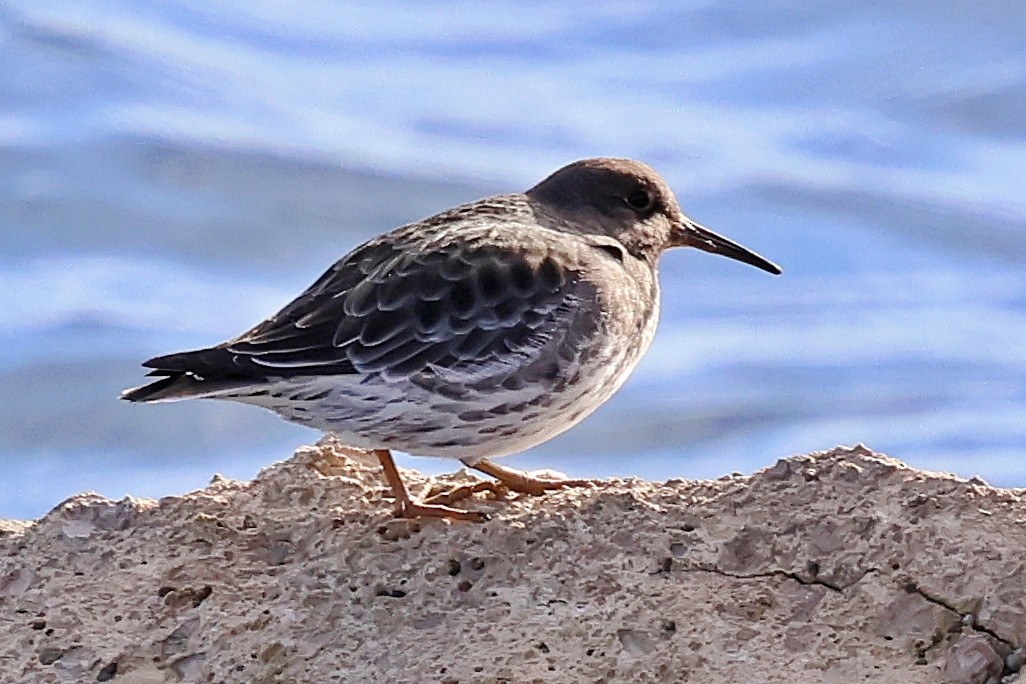 Txirri iluna - ML628417642
