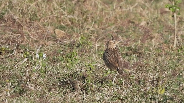 Malabar Lark - ML628417765