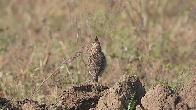 Malabar Lark - ML628417857