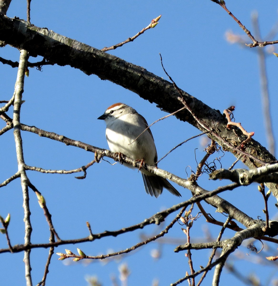 Chipping Sparrow - ML628417921