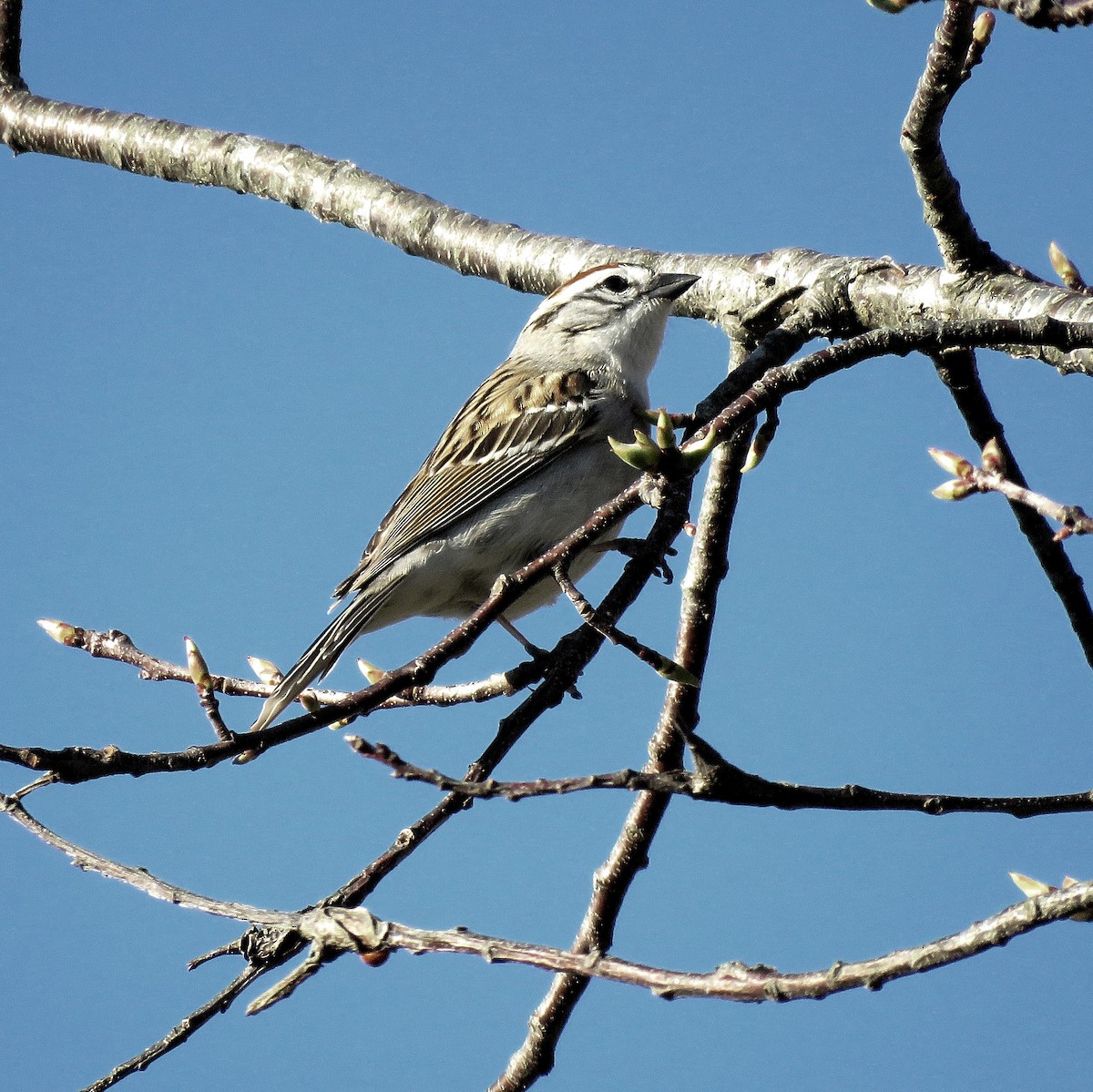 Chipping Sparrow - ML628417922