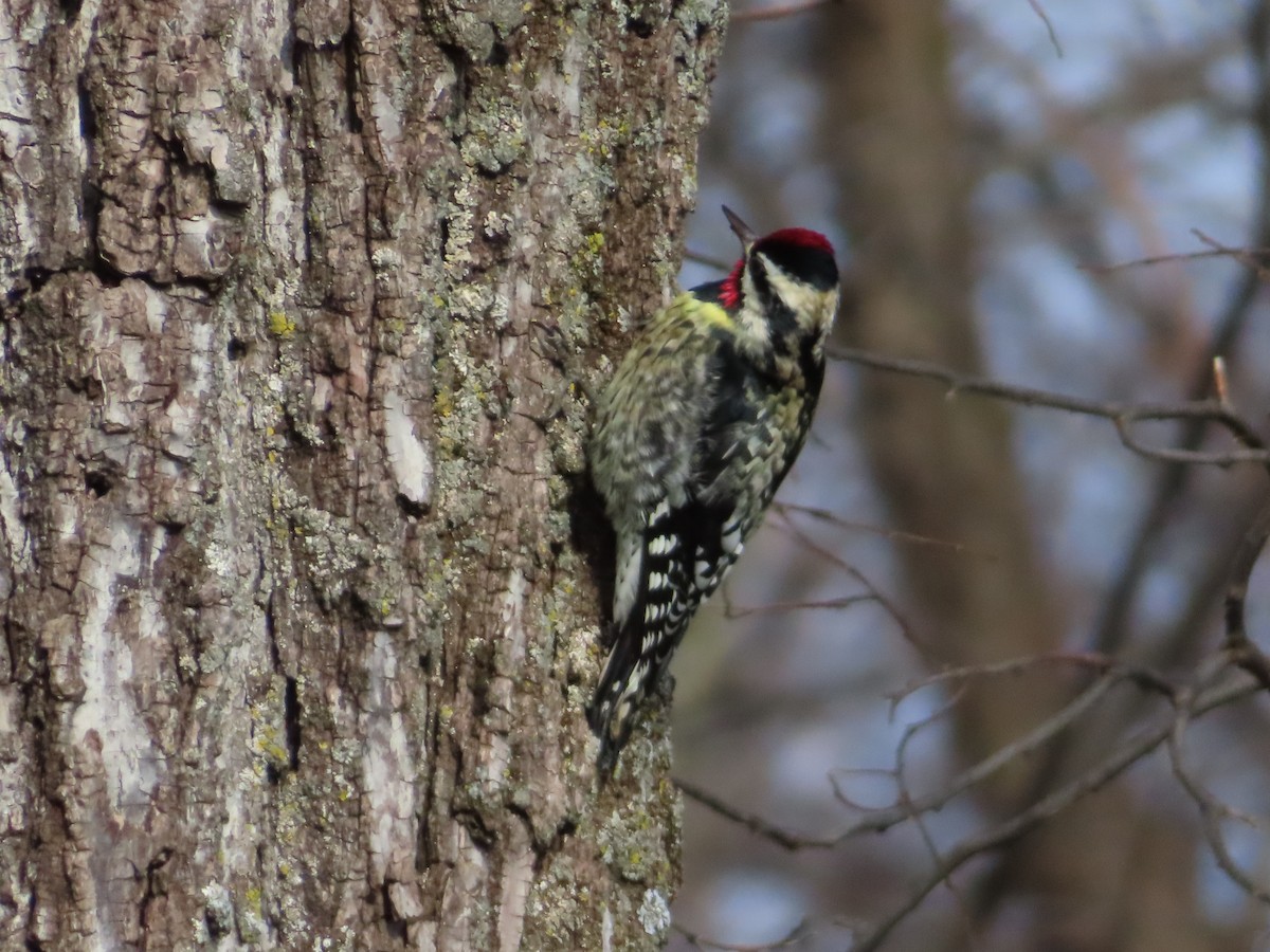 Yellow-bellied Sapsucker - ML628417968