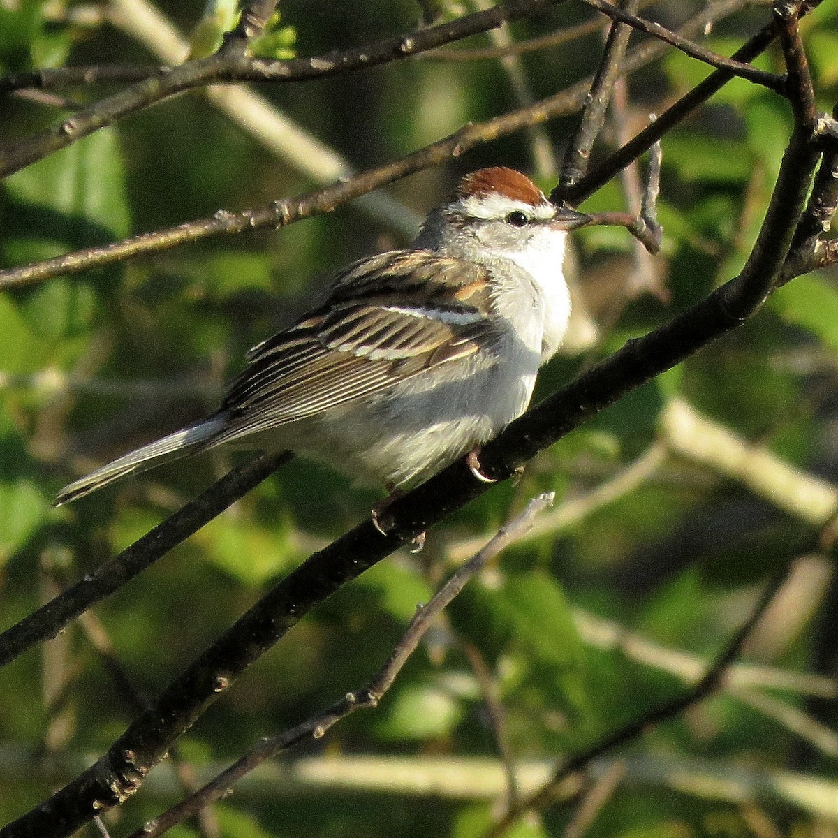 Chipping Sparrow - ML628418005