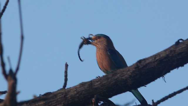 Indian Roller - ML628418016