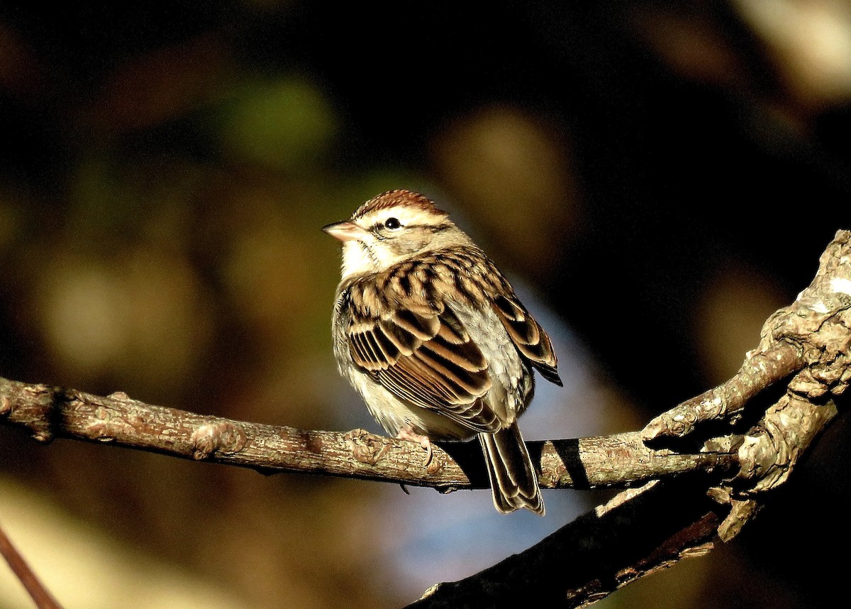 Chipping Sparrow - ML628418059