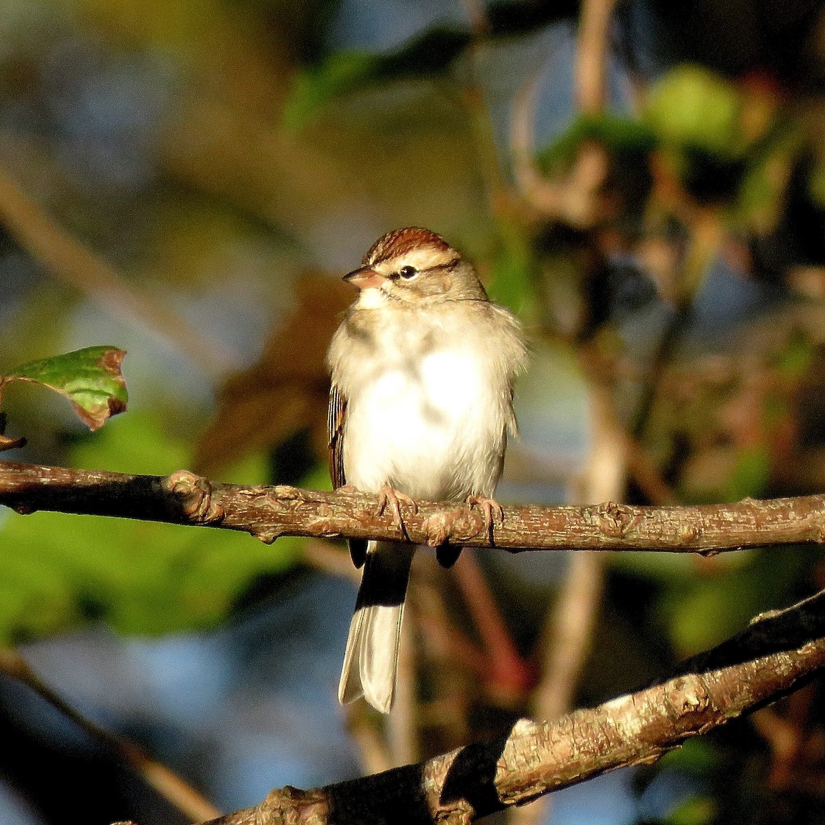 Chipping Sparrow - ML628418060