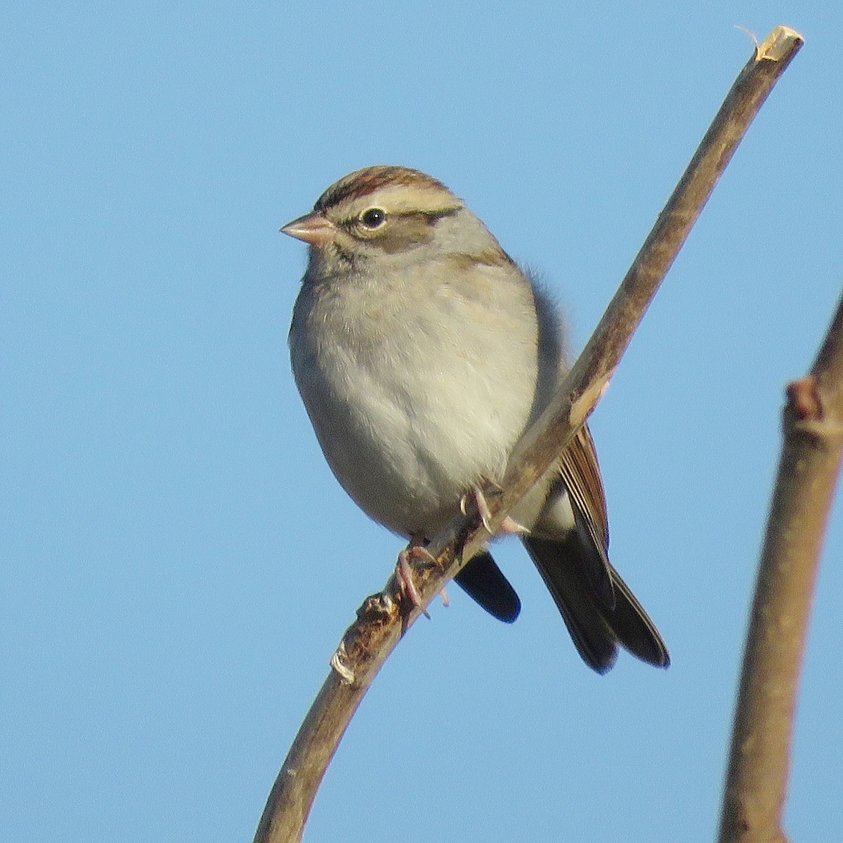 Chipping Sparrow - ML628418108