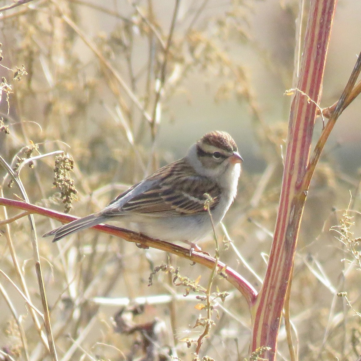 Chipping Sparrow - ML628418181