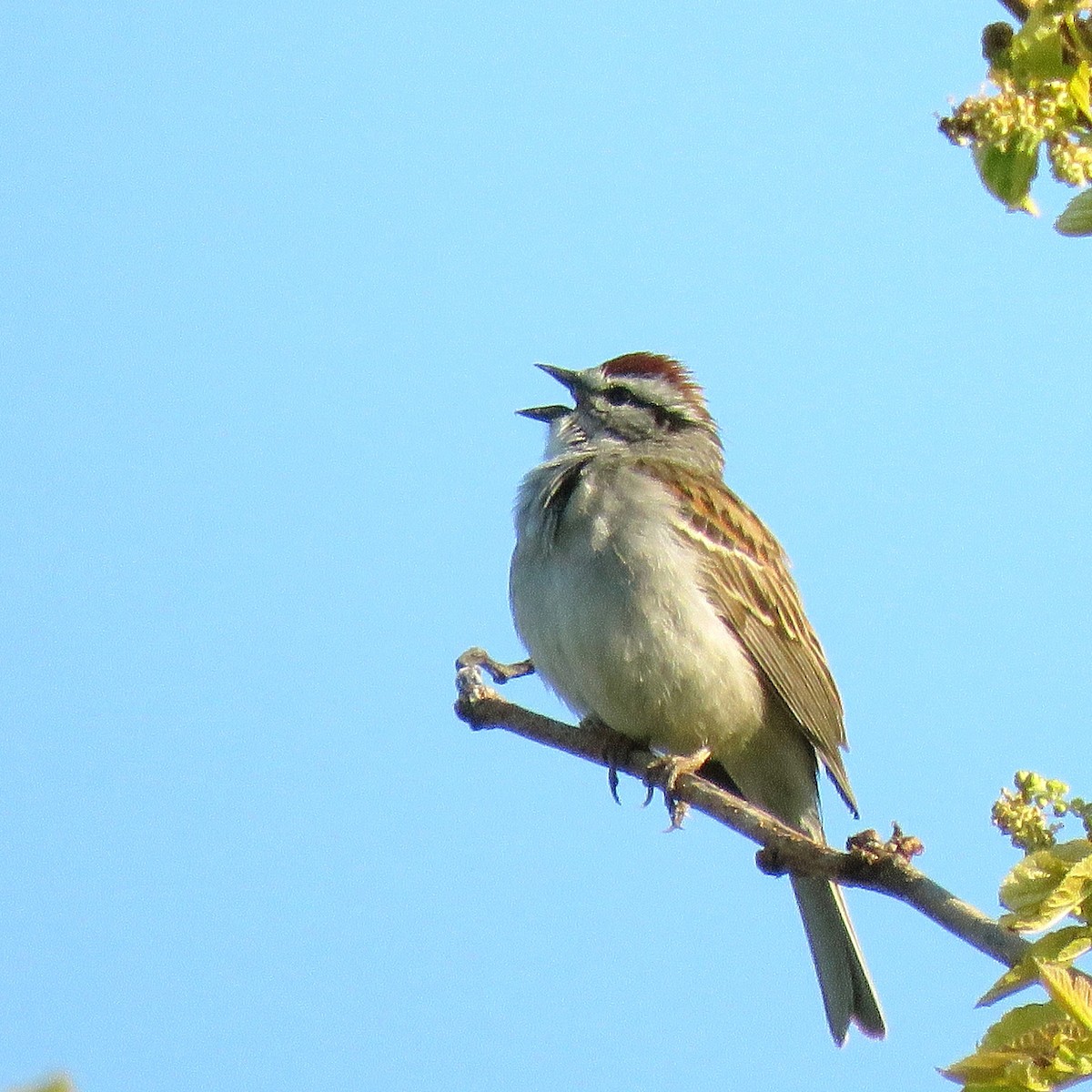 Chipping Sparrow - ML628418281