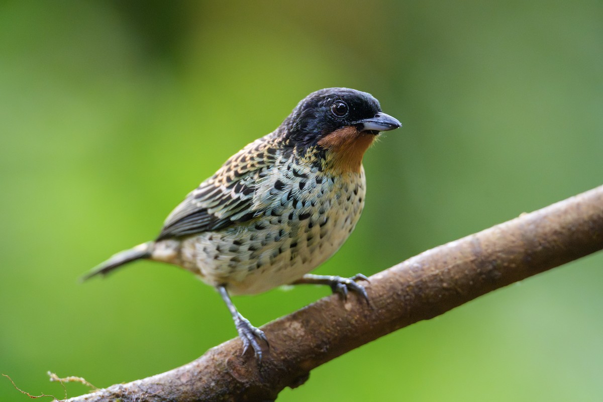 Rufous-throated Tanager - ML628418354