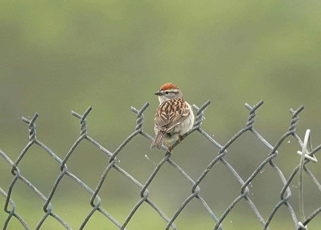 Chipping Sparrow - ML628418387