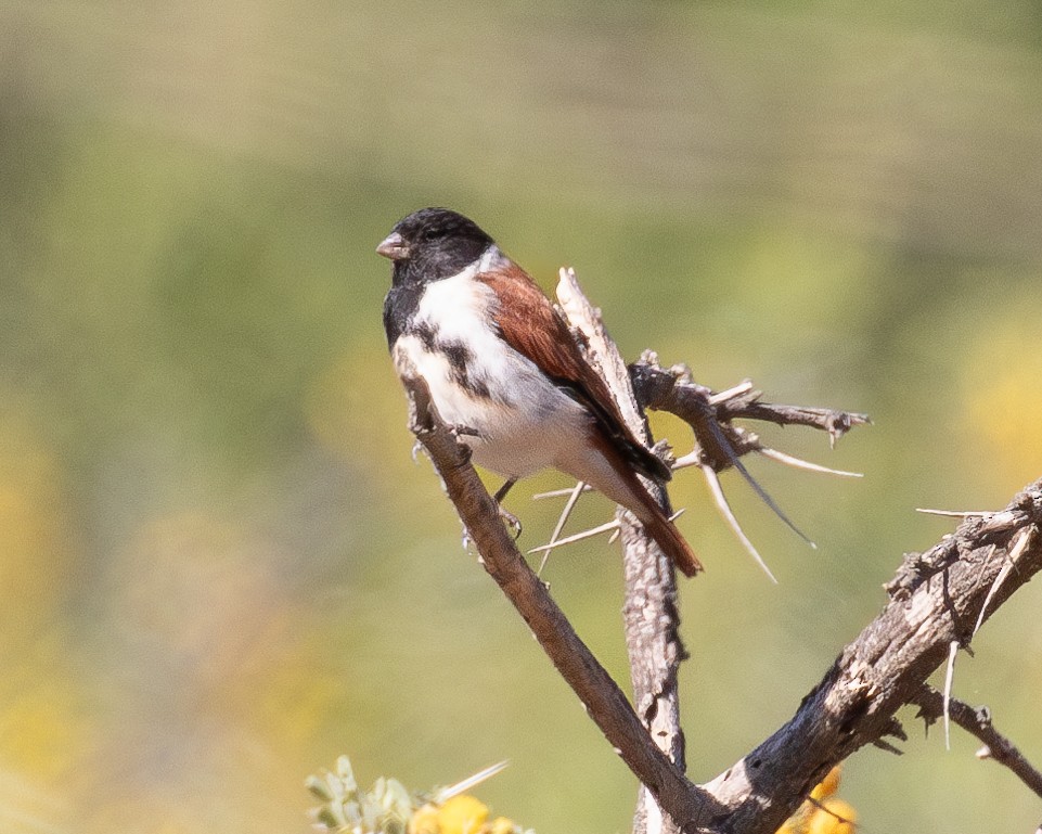 Black-headed Canary - ML628418388