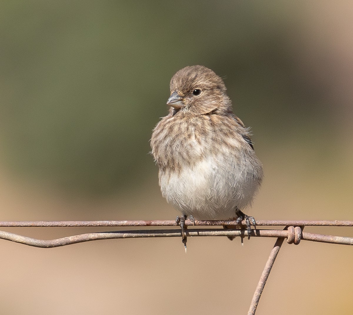 Black-headed Canary - ML628418389