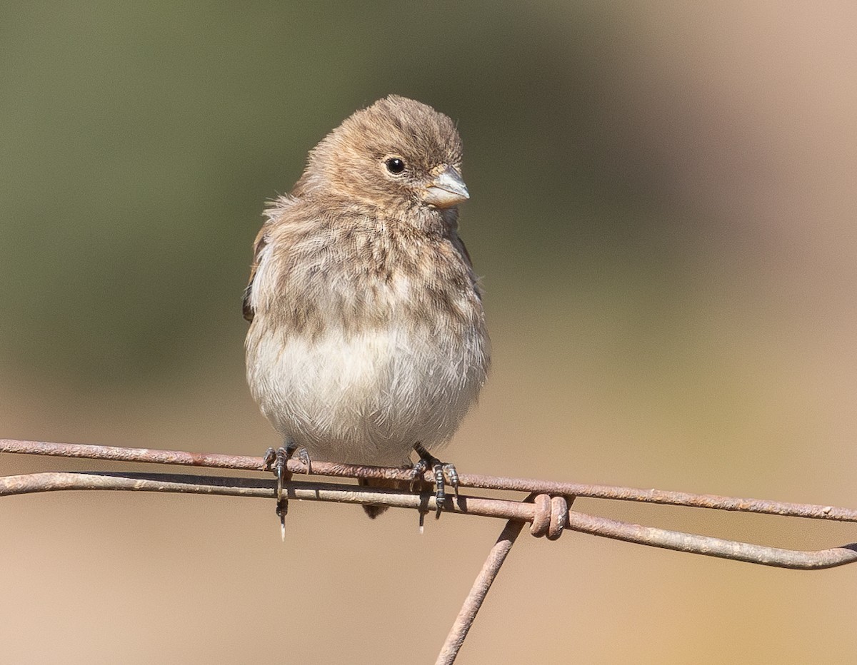 Black-headed Canary - ML628418390