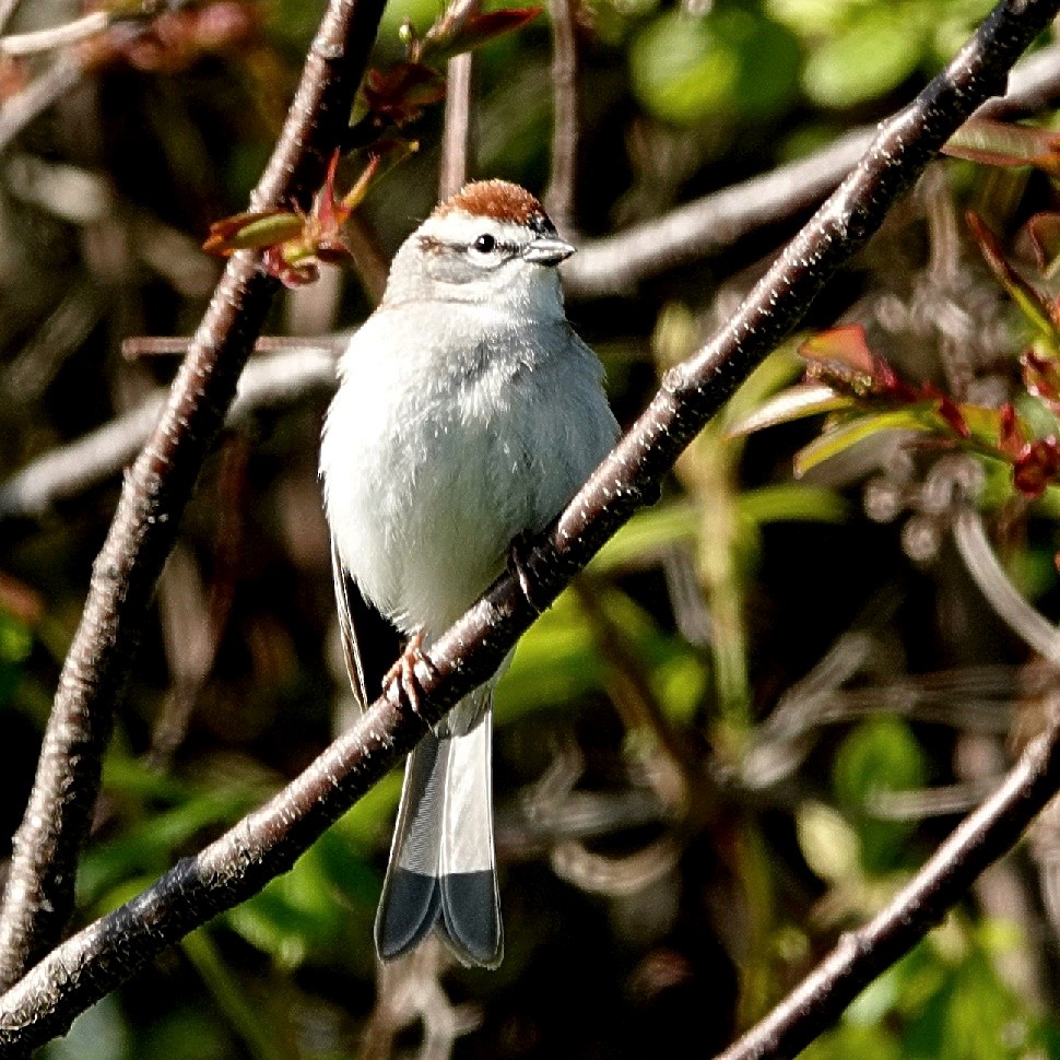 Chipping Sparrow - ML628418456