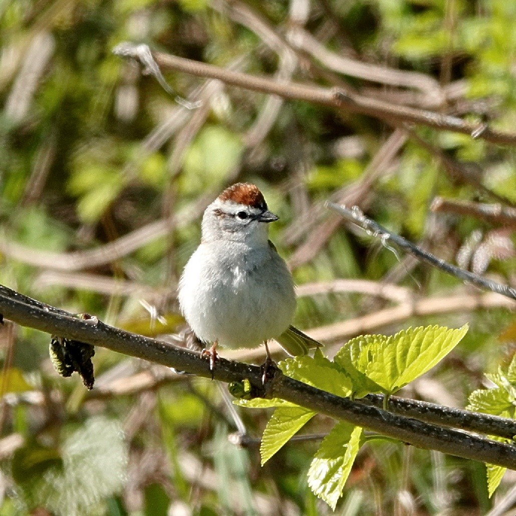 Chipping Sparrow - ML628418457