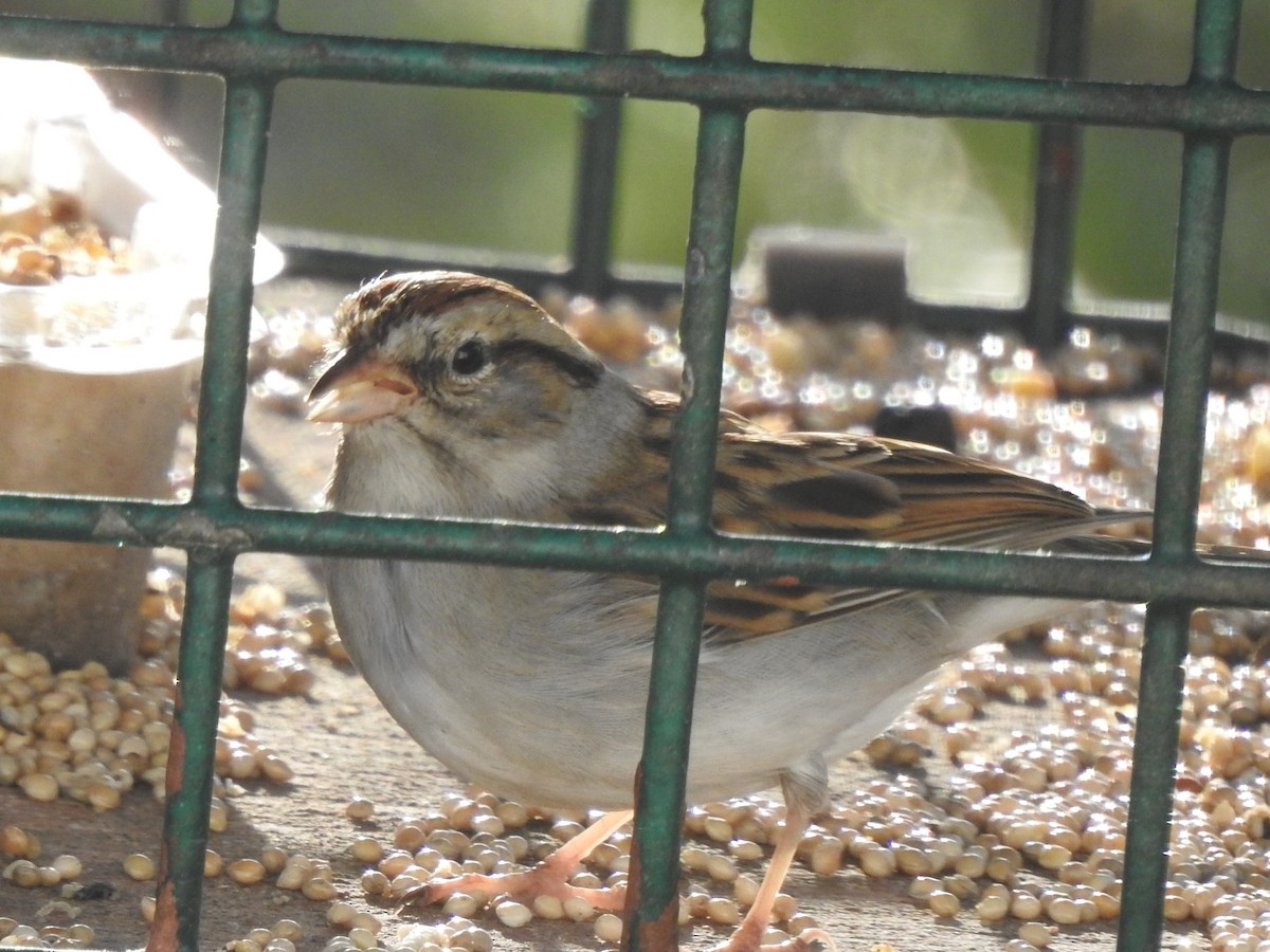 Chipping Sparrow - ML628418725