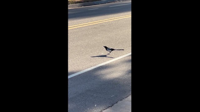 Black-billed Magpie - ML628418803