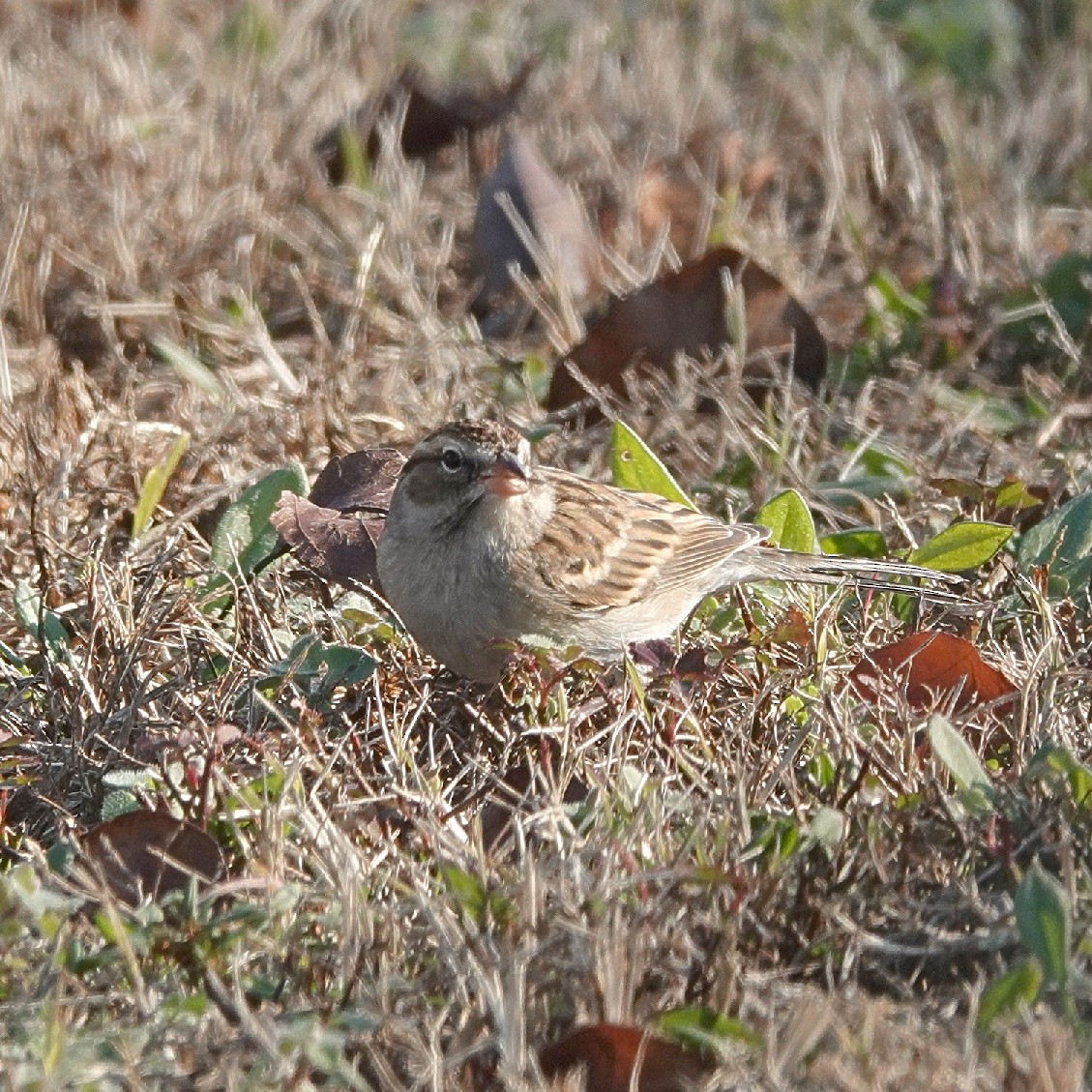 Chipping Sparrow - ML628418842