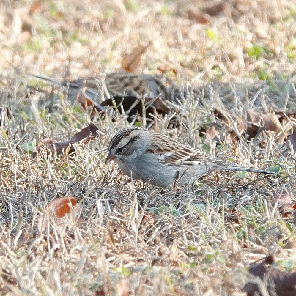 Chipping Sparrow - ML628418844