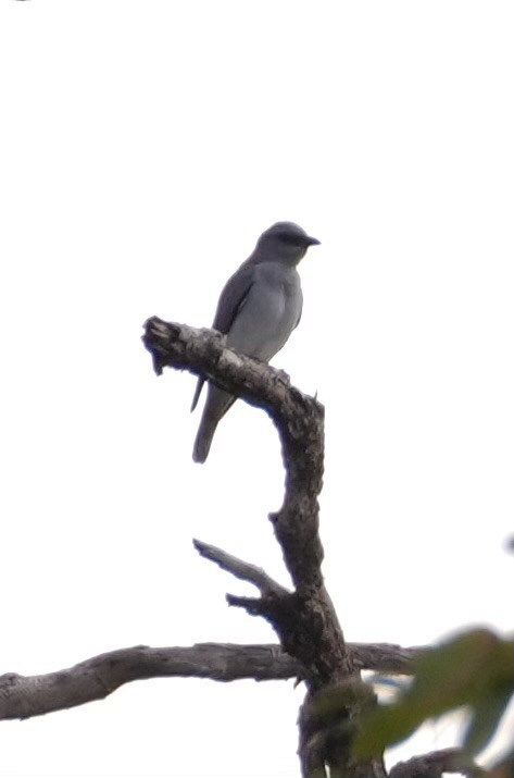 Black-winged Cuckooshrike - ML628418937