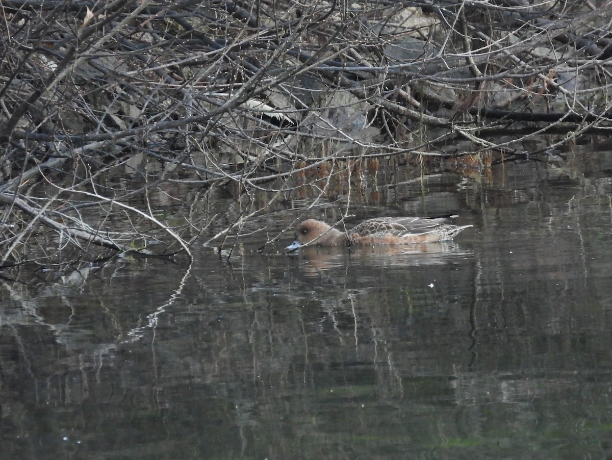 Canard siffleur - ML628419059