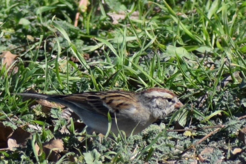 Chipping Sparrow - ML628419342