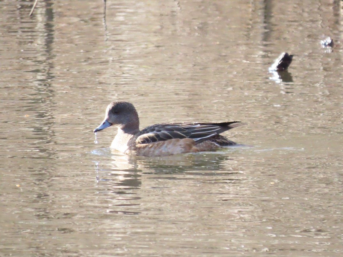 American Wigeon - ML628419897